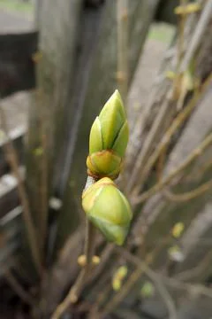 The first leaves sprout on the trees Foto stock