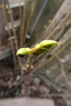 The first leaves sprout on the trees Foto stock