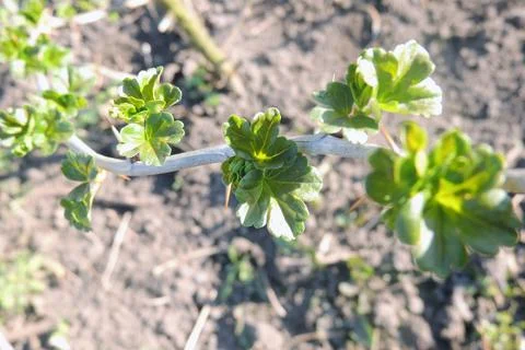 The first leaves sprout on the trees Stock-Fotos