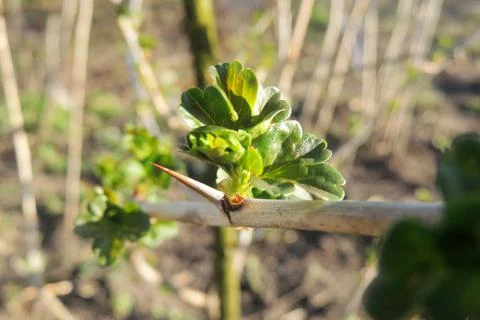 The first leaves sprout on the trees Stock Photos