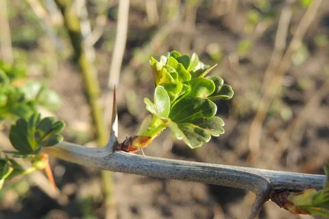 The first leaves sprout on the trees Stock-Fotos