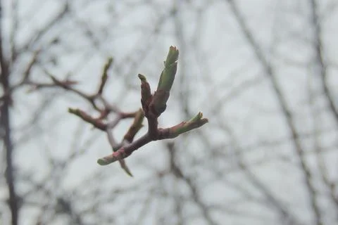 The first leaves sprout on the trees Stock Photos