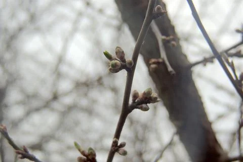 The first leaves sprout on the trees Foto stock