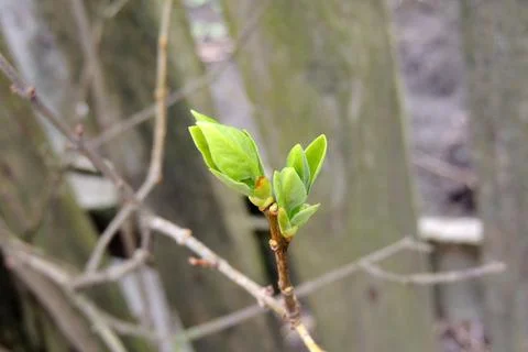 The first leaves sprout on the trees Stock Photos