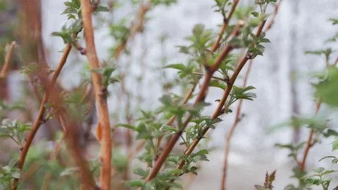 The first leaves on the stems of raspberry. In the spring Stock Footage 72972241