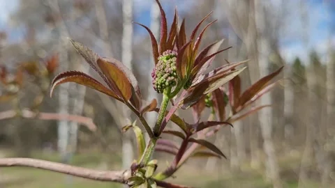 First leaves on tree branches in spring 4k Stock Footage 187085339