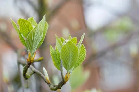 First leaves on a tree in spring Stock Photos