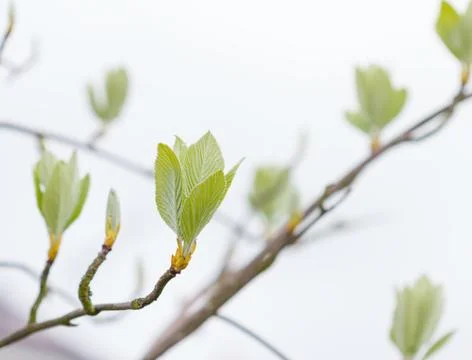 First leaves on a tree in spring Stock Photos