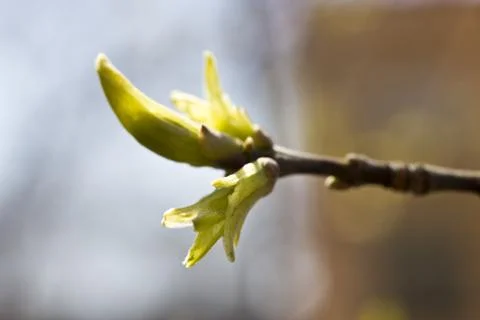 The first leaves on trees Stock Photos