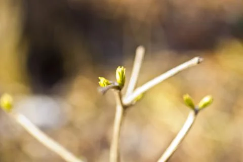 The first leaves on trees Stock Photos