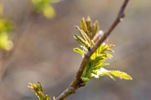The first leaves on trees Stock Photos