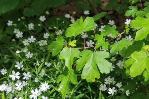 First leaves on trees in spring forest Stock Photos