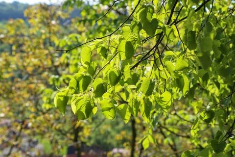 First leaves on trees in spring forest Foto stock