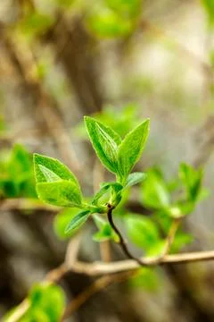 First Light of Spring Fotos de archivo