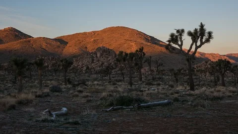 First Light Stretching Over Joshua Tree Stock Footage 104769126