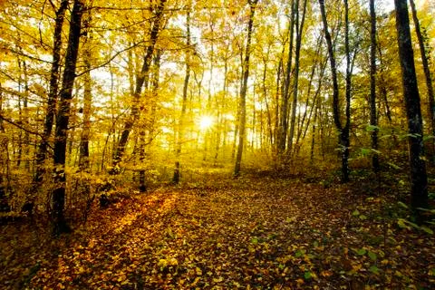 First lights of the day in the undergrowth Stock Photos
