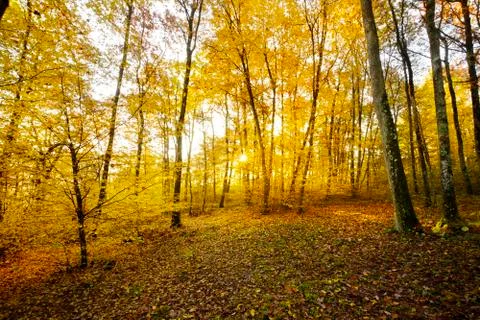 First lights of the day in the undergrowth Stock Photos