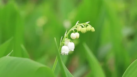 The first lilies of the valley, spring forest flowers Stock Footage 194267969