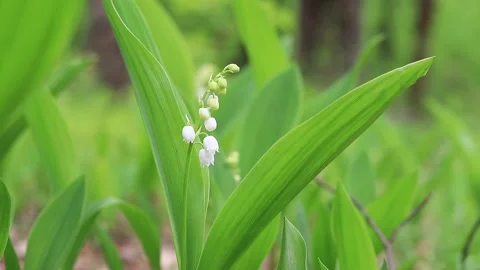 The first lilies of the valley, spring forest flowers, bloom. Wild flowers  Stock Footage 194268013