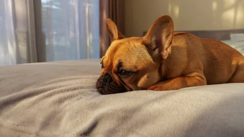 First lying on bed and only looking and listening, dog then raise head Stock Footage 313331674