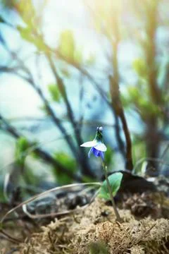 First Marsh violet Stock Photos