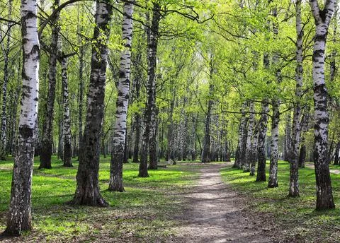 The first May spring greenery in a birch park Stock Photos