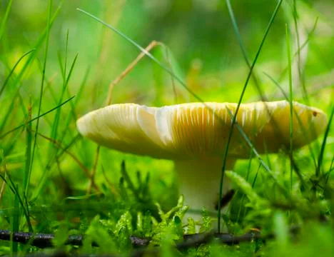 First Mushroom Stock Photos