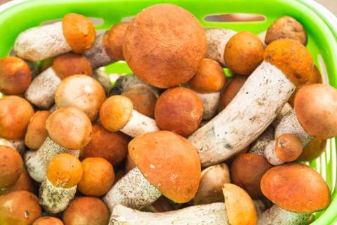The first mushrooms Fotos Stock