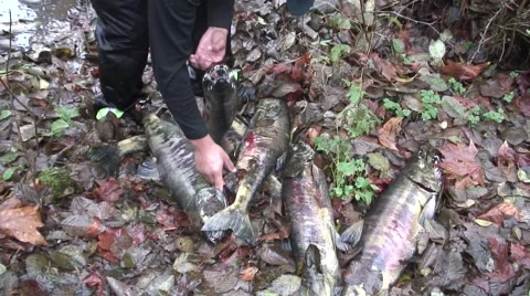 First nations man and salmon Stock Footage 40394652