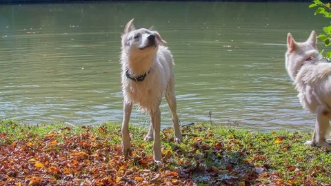 First one and then the other dog is shaking water off himself Stock Footage 83774922