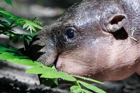 First outing for pygmy hippo calf in the outdoor enclosure at Zoo Berlin, German Stock Photos