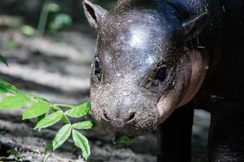 First outing for pygmy hippo calf in the outdoor enclosure at Zoo Berlin, German Stock Photos