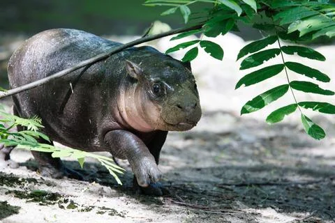 First outing for pygmy hippo calf in the outdoor enclosure at Zoo Berlin, German Stock Photos