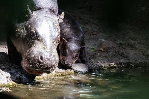 First outing for pygmy hippo calf in the outdoor enclosure at Zoo Berlin, German Stock Photos