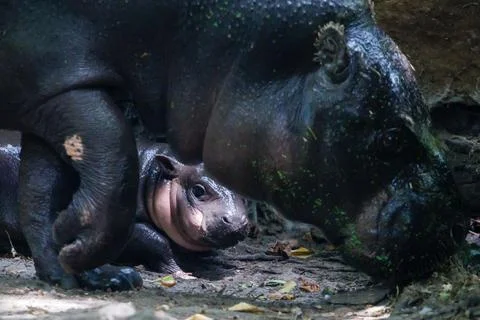 First outing for pygmy hippo calf in the outdoor enclosure at Zoo Berlin, German Stock Photos