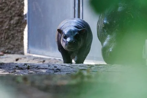 First outing for pygmy hippo calf in the outdoor enclosure at Zoo Berlin, German Stock Photos