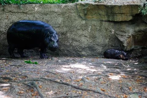 First outing for pygmy hippo calf in the outdoor enclosure at Zoo Berlin, German Stock Photos