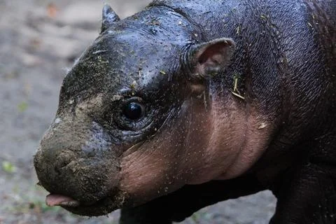 First outing for pygmy hippo calf in the outdoor enclosure at Zoo Berlin, German Stock Photos