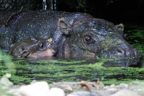 First outing for pygmy hippo calf in the outdoor enclosure at Zoo Berlin, German Stock Photos