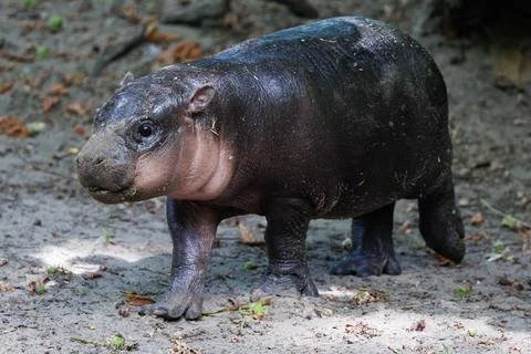 First outing for pygmy hippo calf in the outdoor enclosure at Zoo Berlin, German Stock Photos