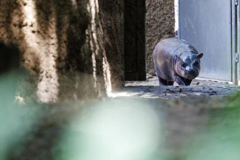 First outing for pygmy hippo calf in the outdoor enclosure at Zoo Berlin, German Stock Photos