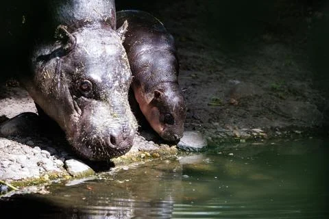 First outing for pygmy hippo calf in the outdoor enclosure at Zoo Berlin, German Stock Photos