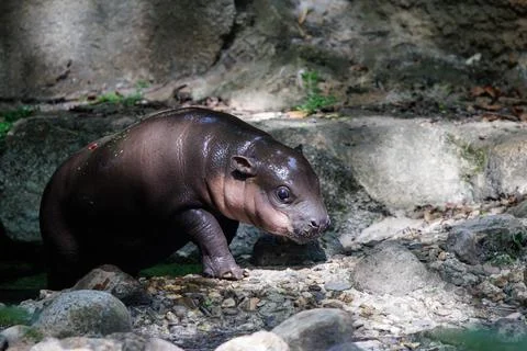 First outing for pygmy hippo calf in the outdoor enclosure at Zoo Berlin, German Stock Photos