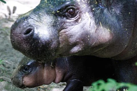 First outing for pygmy hippo calf in the outdoor enclosure at Zoo Berlin, German Stock Photos