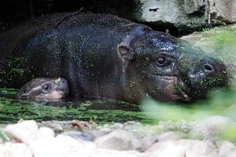 First outing for pygmy hippo calf in the outdoor enclosure at Zoo Berlin, German Stock Photos
