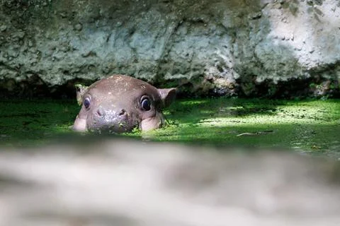 First outing for pygmy hippo calf in the outdoor enclosure at Zoo Berlin, German Stock Photos