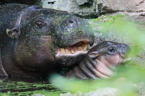 First outing for pygmy hippo calf in the outdoor enclosure at Zoo Berlin, German Stock Photos