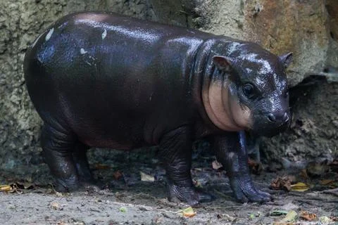 First outing for pygmy hippo calf in the outdoor enclosure at Zoo Berlin, German Stock Photos