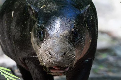 First outing for pygmy hippo calf in the outdoor enclosure at Zoo Berlin, German Stock Photos