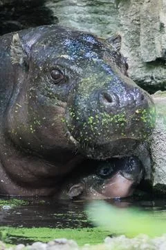 First outing for pygmy hippo calf in the outdoor enclosure at Zoo Berlin, German Stock Photos